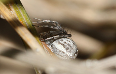 Oxyopes amoenus