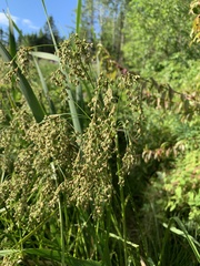 Scirpus pedicellatus