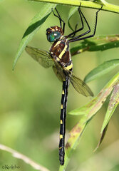 Macromia pacifica × taeniolata