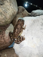 Rana temporaria