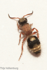 Physetopoda