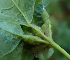 Dasineura communis