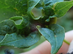 Dasineura communis