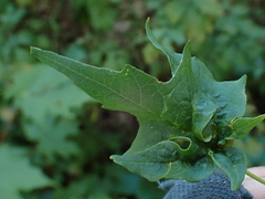 Dasineura communis