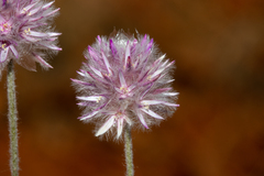 Ptilotus helipteroides