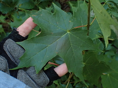 Dasineura communis