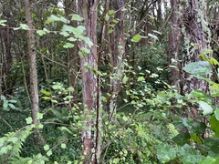 Plagianthus regius