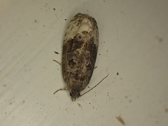 Apotomis betuletana