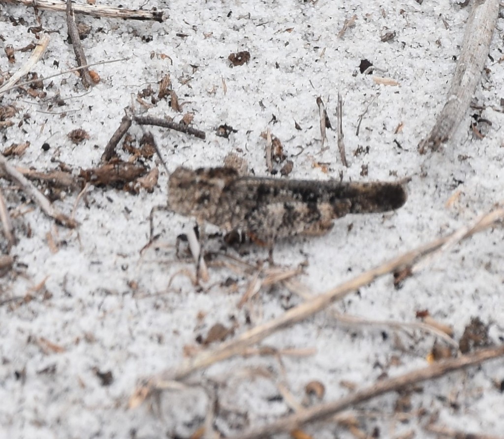 Ridgeback Grasshopper from West Frostproof, FL 33843, USA on July 22 ...