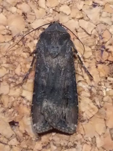 Ipsilon Dart Moth