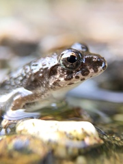 Fejervarya kawamurai