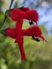 Salvia fulgens