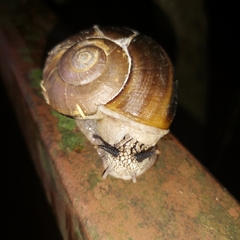 Cryptozona menglunensis