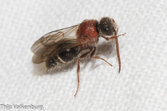 Physetopoda ligustica