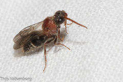 Physetopoda ligustica