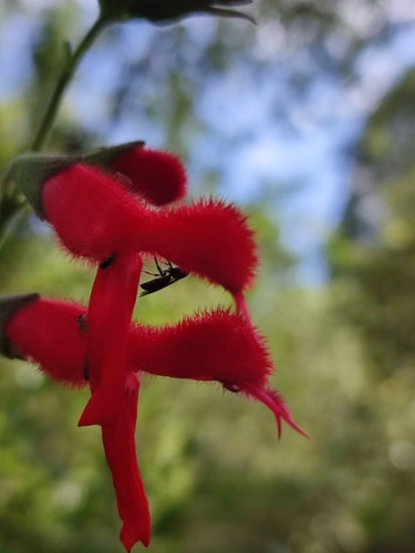 Salvia fulgens, photograph 1