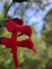 Salvia fulgens, photograph Elizabeth Lozano, CC0, iNaturalist via GBIF