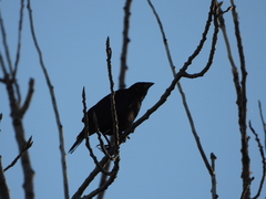 Molothrus rufoaxillaris
