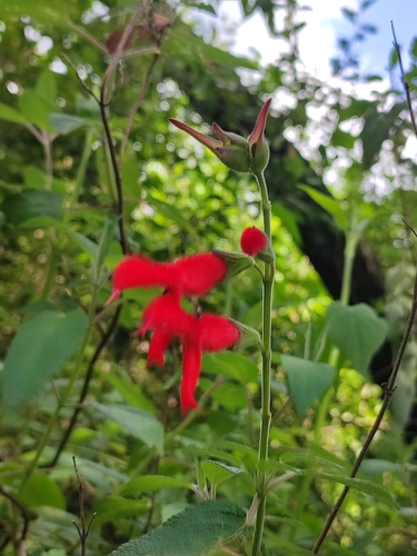 Salvia fulgens, photograph 2