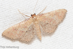 Idaea rhodogrammaria