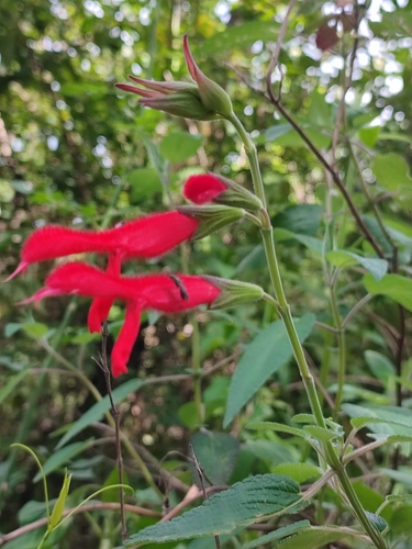 Salvia fulgens, photograph 3