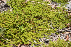 Paronychia herniarioides