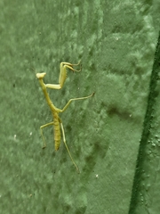 Stagmomantis carolina