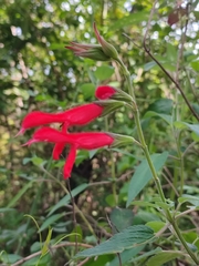 Salvia fulgens, photograph Elizabeth Lozano, CC0, iNaturalist via GBIF
