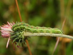 Heliothis peltigera