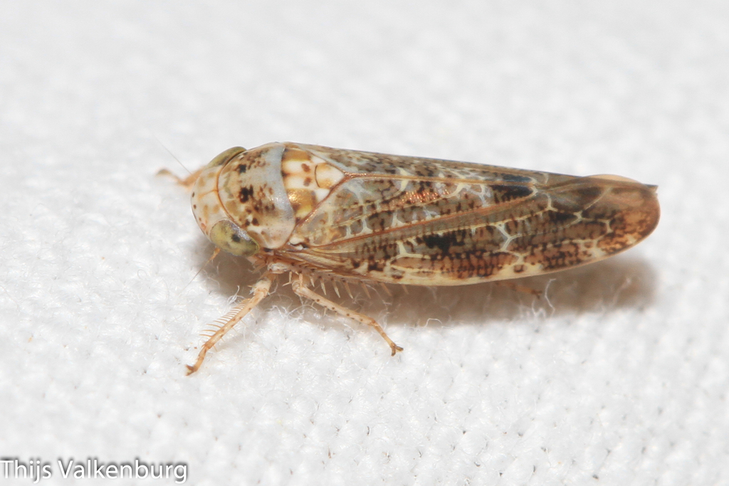 Allygus provincialis