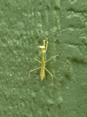 Stagmomantis carolina