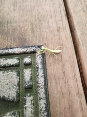 Stagmomantis carolina