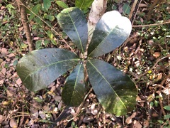 Planchonella pohlmaniana
