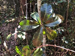 Planchonella pohlmaniana