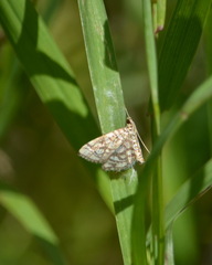 Lygropia rivulalis
