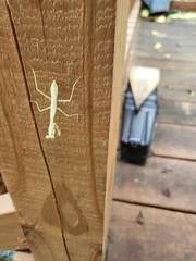 Stagmomantis carolina