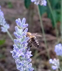 Apis mellifera