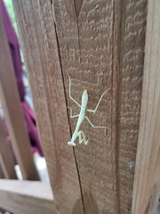 Stagmomantis carolina