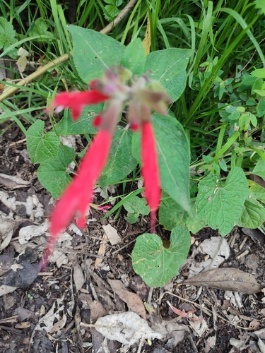 Salvia fulgens, photograph 5