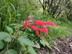 Salvia fulgens, photograph Elizabeth Lozano, CC0, iNaturalist via GBIF