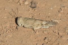 Trimerotropis occidentalis