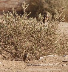 Athene cunicularia hypugaea