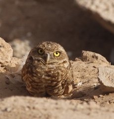 Athene cunicularia hypugaea