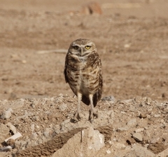 Athene cunicularia hypugaea
