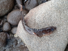 Ulvaria subbifurcata