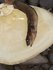 Ulvaria subbifurcata