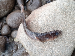 Ulvaria subbifurcata