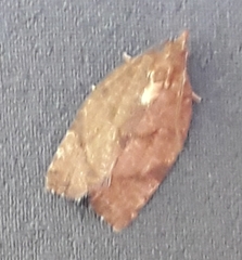 Argyrotaenia juglandana