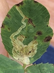 Liriomyza fricki