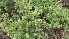 Cryptocarpus pyriformis